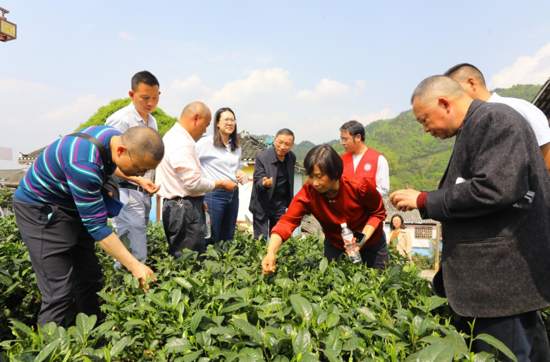 指尖助力美丰湄潭茶叶科技小院出彩出圈